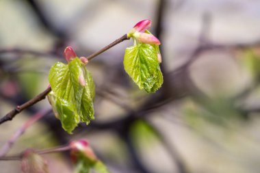Tilia cordata, küçük yapraklı kireç ya da baharda taze yapraklı küçük yapraklı ıhlamur dalı. Bahar arkaplanı