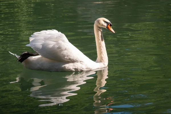 Graciös Vit Svan Som Simmar Sjö Med Mörkgrönt Vatten Den — Stockfoto