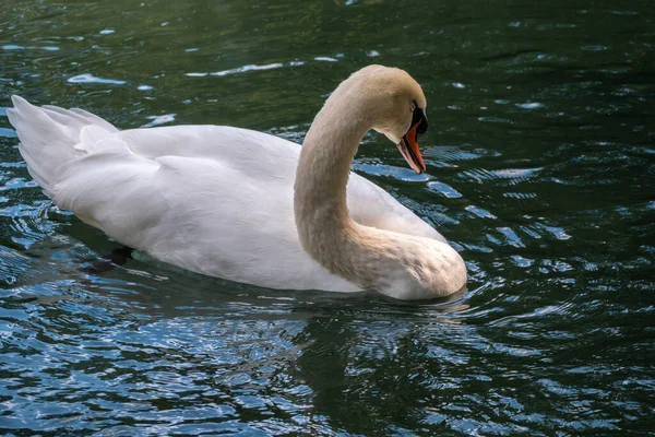 Ein Anmutiger Weißer Schwan Schwimmt Auf Einem See Mit Dunkelgrünem — Stockfoto