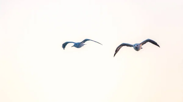 Deux Goélands Dans Ciel Bleu Clair Goéland Argenté Larus Argentatus — Photo