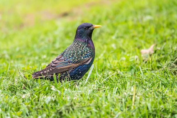 Обычный Скворец Европейский Скворец Sturnus Vulgaris Пружинящей Лужайке Крупный План — стоковое фото