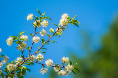 Mavi arka planda beyaz kiraz çiçekleri. Çiçek açan bir ağacın dalları. Beyaz çiçekli kiraz ağacı. Bulanık arkaplan.