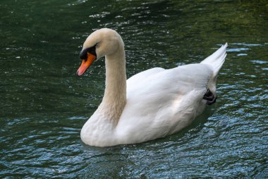 Koyu yeşil suyla gölde yüzen zarif beyaz bir kuğu. Beyaz kuğu suya yansıtılır. Dilsiz kuğu, Cygnus rengi.
