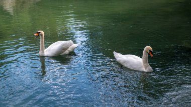 İki zarif beyaz kuğu karanlık suda yüzüyor. Dilsiz kuğu, Cygnus rengi.