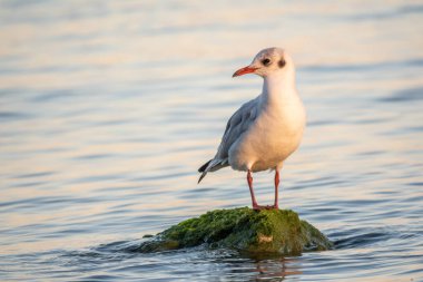 Martı deniz kıyısındaki kayalıklarda oturur. Avrupa ringa martısı, Larus Argentatus