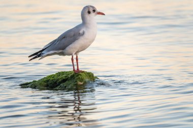 Martı deniz kıyısındaki kayalıklarda oturur. Avrupa ringa martısı, Larus Argentatus