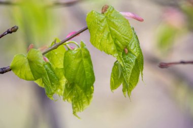 Tilia cordata, küçük yapraklı kireç ya da baharda taze yapraklı küçük yapraklı ıhlamur dalı. Bahar arkaplanı