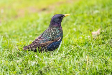Yaylı bir çimenlikteki sığırcık ya da Avrupa sığırcığı Sturnus vulgaris. Yiyecek toplayan ebeveyn hayvanlara yakın çekim.