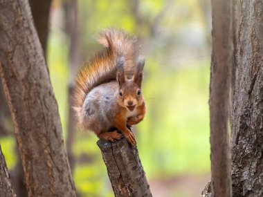 Fındıklı sincap bahar veya yaz aylarında bir dalda oturur. Avrasya kızıl sincabı, Sciurus vulgaris