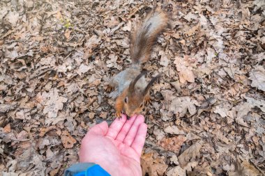 Baharda ya da sonbaharda sincap bir adamın elinden fındık yiyor. Avrasya kızıl sincabı, Sciurus vulgaris