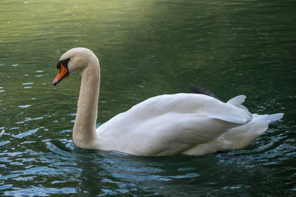 Grazioso Cigno Bianco Che Nuota Lago Con Acqua Verde Scuro — Foto Stock