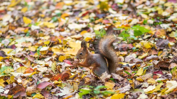 Squirrel Dengan Mur Musim Gugur Rumput Hijau Dengan Daun Kuning — Stok Foto