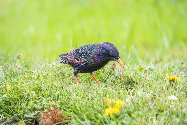 Estornino Común Estornino Europeo Sturnus Vulgaris Recoge Gusanos Césped Sprng — Foto de Stock