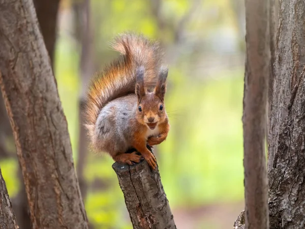 Das Eichhörnchen Mit Der Mutter Sitzt Frühling Oder Sommer Auf — Stockfoto