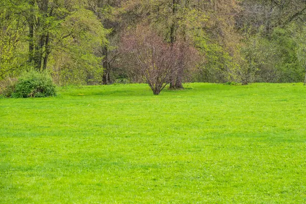 Groene Weide Met Bijgesneden Gras Gelijkmatig Getrimd Lentegroen Gras Natuurlijke — Stockfoto