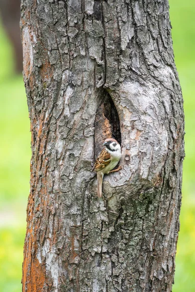 Serçe Çukurun Yakınındaki Bir Ağaç Gövdesinde Oturur Duruma Karşı Temkinlidir — Stok fotoğraf