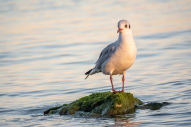 Martı deniz kıyısındaki kayalıklarda oturur. Avrupa ringa martısı, Larus Argentatus