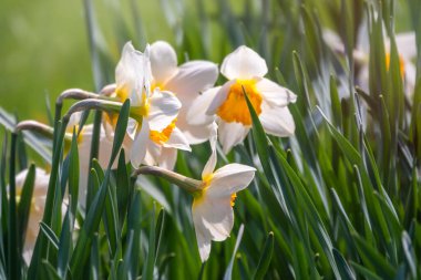 Yeşil zemin üzerinde sarı bir ışık merkezi olan beyaz nergis çiçeği. Narcissus veya nergis çiçeği