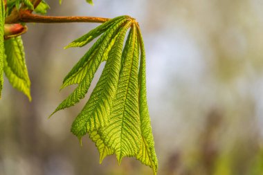 Yeşil Kestane Yaprakları güzel bir ışık tutuyor. Bahar mevsimi, bahar renkleri. Aesculus hipocastanum, at kestanesi.