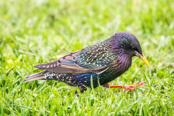 Estorninho Comum Estorninho Europeu Sturnus Vulgaris Gramado Sprng Close Forrageamento — Fotografia de Stock