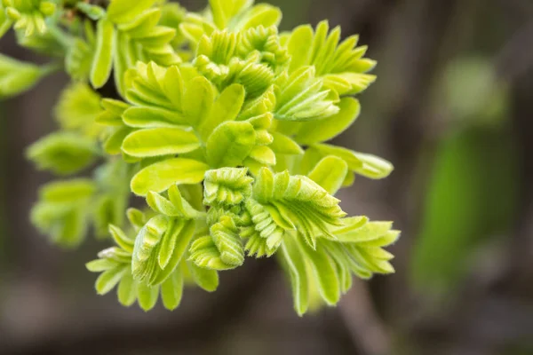 日没の若い葉を持つ緑の茂み 背景春のイメージ カラガナアルボレセン シベリアのエンドウ豆の木 カラガナ — ストック写真