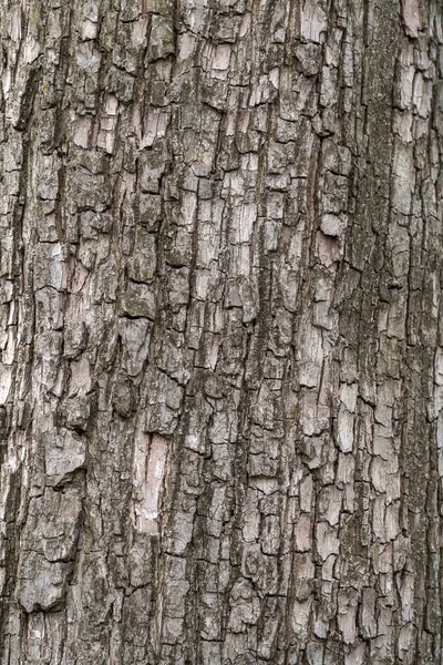 The texture of the bark of an old apple tree. Detailed bark texture. Natural background