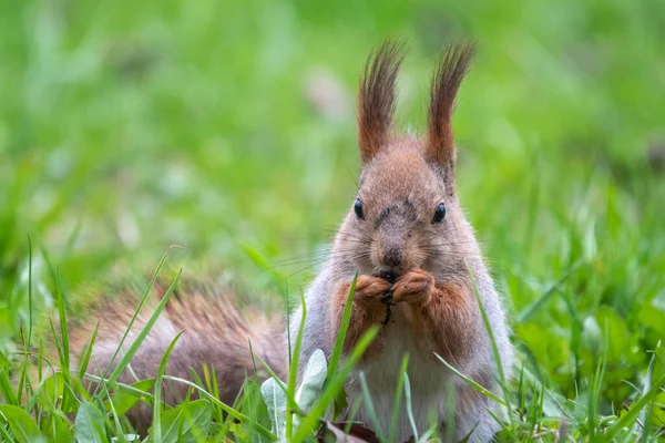 松鼠的特写 松鼠在绿草中吃坚果 欧亚红松鼠 粗壮的科学家 坐在草地上 在明亮的绿色背景下吃坚果 — 图库照片