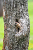 Vrabec sedí na kmeni stromu poblíž prohlubně a je ostražitý..