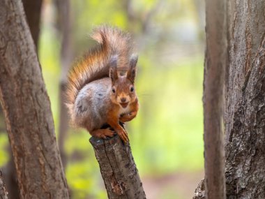 Fındıklı sincap bahar veya yaz aylarında bir dalda oturur. Avrasya kızıl sincabı, Sciurus vulgaris
