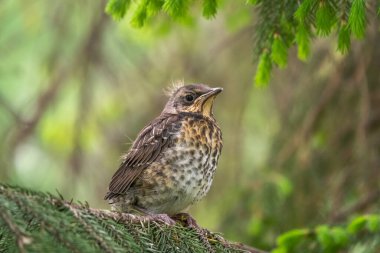 Tarla civcivi Turdus Pilaris yuvadan ayrıldı ve bir dalın üzerinde oturuyor. Sahada oturan bir civciv ağaç dalında ebeveynini bekliyor. Bahar Ormanından vahşi yaşam sahnesi.