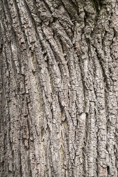 The texture of the bark of an old apple tree. Detailed bark texture. Natural background
