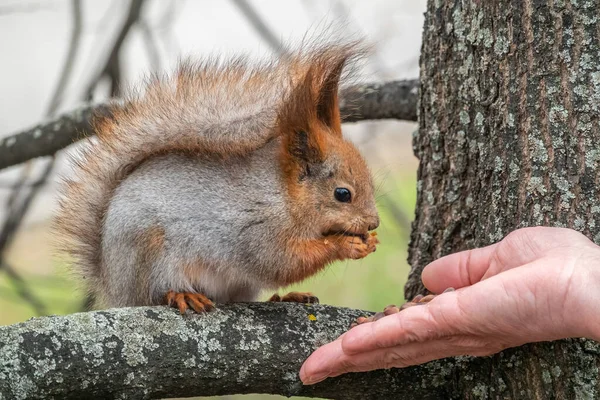 Ein Eichhörnchen Frisst Frühjahr Oder Herbst Nüsse Aus Menschlicher Hand — Stockfoto