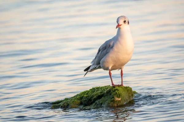 Racek Sedí Kamenném Útesu Mořském Břehu Racek Obecný Larus Argentatus — Stock fotografie