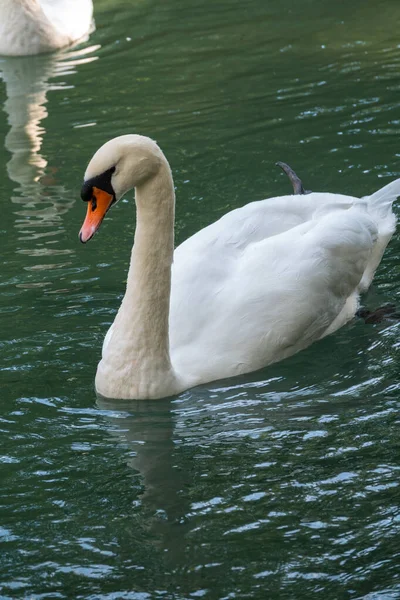 Graciös Vit Svan Som Simmar Sjö Med Mörkgrönt Vatten Den — Stockfoto