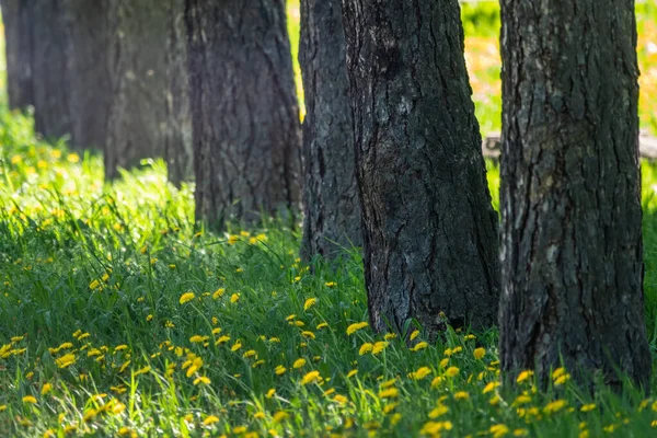 Batang Pohon Larch Lurus Padang Rumput Hijau Larix Sibirica Larch — Stok Foto