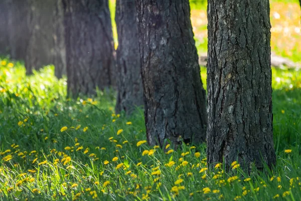 Batang Pohon Larch Lurus Padang Rumput Hijau Larix Sibirica Larch — Stok Foto