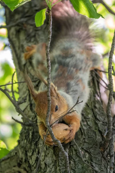 Squirrel Nut Sits Branches Spring Summer Eurasian Red Squirrel Sciurus — Stock Photo, Image