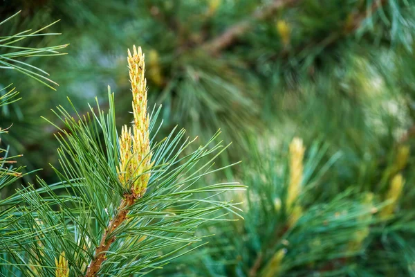 Шишки Цедра Довгими Пухнастими Голками Прекрасним Розмитим Фоном Pinus Sibirica — стокове фото