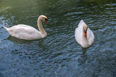 İki zarif beyaz kuğu karanlık suda yüzüyor. Dilsiz kuğu, Cygnus rengi.