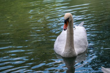 Koyu yeşil suyla gölde yüzen zarif beyaz bir kuğu. Beyaz kuğu suya yansıtılır. Dilsiz kuğu, Cygnus rengi.