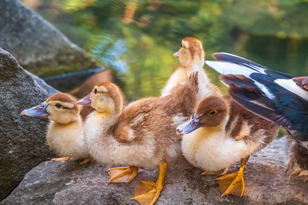 Cute little ducklings standing in a lake coast. Agriculture, Farming. Happy duck. Cute and humor