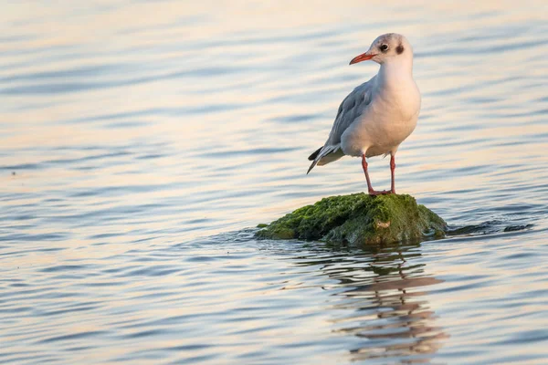 Martı deniz kıyısındaki kayalıklarda oturur. Avrupa ringa martısı, Larus Argentatus