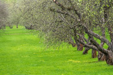 Elma ağaçlarıyla dolu bir bahçede ilkbaharın başlarında. Yeşil çimenli bir sıra elma ağacı. İlkbahar Doğal arka plan