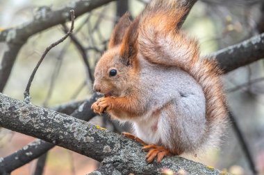 Fındıklı sincap bahar veya yaz aylarında bir dalda oturur. Avrasya kızıl sincabı, Sciurus vulgaris