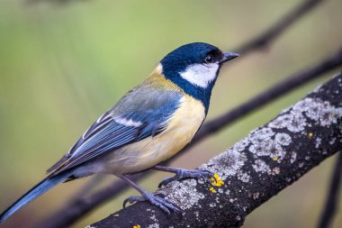 Cute bird Great tit, songbird sitting on the branch with blured background. Parus major