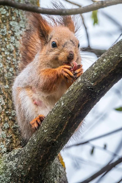 열매가 다람쥐는 봄이나 여름에 나뭇가지에 앉는다 유라시아붉은 다람쥐 Sciurus Vulgaris — 스톡 사진