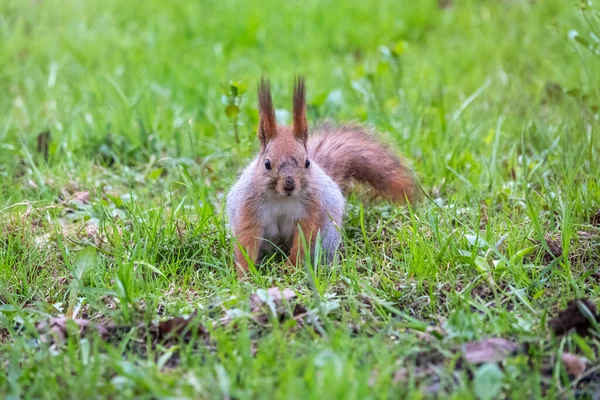 Esquilo Sentado Grama Verde Esquilo Vermelho Eurasiano Sciurus Vulgaris Sentado — Fotografia de Stock