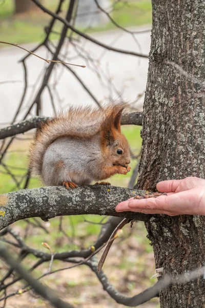 春天或秋天的松鼠吃人的坚果 欧亚红松鼠 粗壮的科学龙 — 图库照片