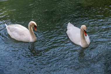 İki zarif beyaz kuğu karanlık suda yüzüyor. Dilsiz kuğu, Cygnus rengi.