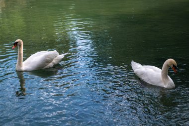 İki zarif beyaz kuğu karanlık suda yüzüyor. Dilsiz kuğu, Cygnus rengi.